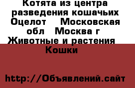 Котята из центра разведения кошачьих.Оцелот. - Московская обл., Москва г. Животные и растения » Кошки   